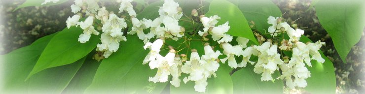 catalpa